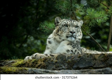 Snow Leopard