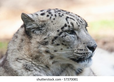 424 Snow leopard himalayas Stock Photos, Images & Photography ...