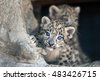 snow leopard cub snow