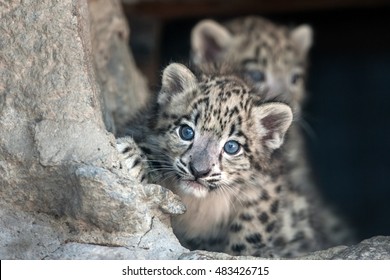 Snow leopard baby portrait