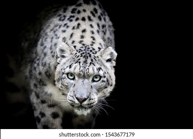 Snow Leopard With A Black Background