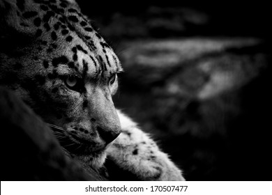 Snow Leopard In Black And White