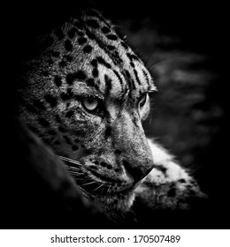 Black White Snow Leopard Images Stock Photos Vectors Shutterstock