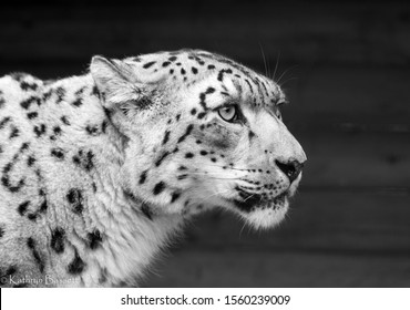 Snow Leopard black and white head shot