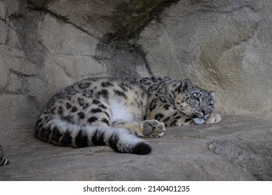 A Snow Leopard Also Called Panthera Uncia Lies On A Ledge And Lurks For Prey. What Beautiful Fur This Animal Has. Amazing Nature.