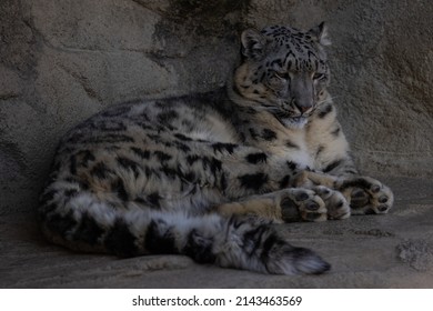 Snow Leopard Called Panthera Uncia Lies Stock Photo 2143463569