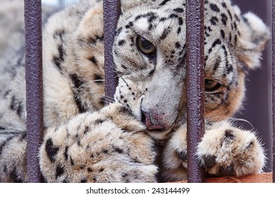 Snow Leopard Captivity Stock Photo 243144499 | Shutterstock
