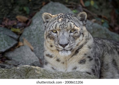 Snow Leopard, Cincinnati Zoo, USA