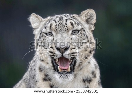 A snow leopard close up
