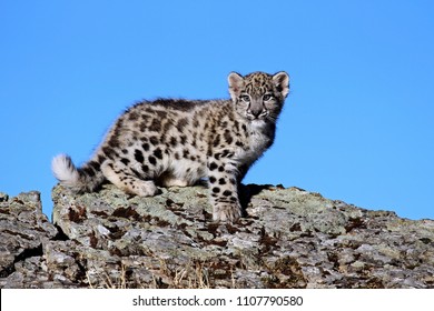 Snow Leopard Cub