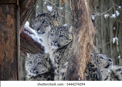 Snow leopard cubs with mother. Panthera Uncia.