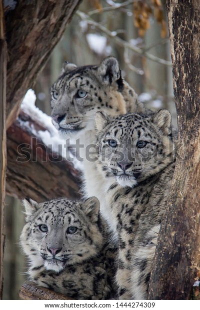 snow leopard cubs with mother