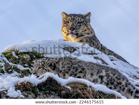 Snow leopard cubs playing together