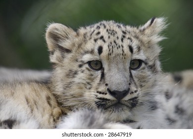 Snow Leopard Cubs In The Wild