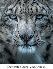 A Snow Leopard in the Dark: A Contrast of Colors and Light
						A Snow Leopard’s Portrait: A Stunning and Majestic Wild Animal