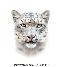snow leopard face on white background