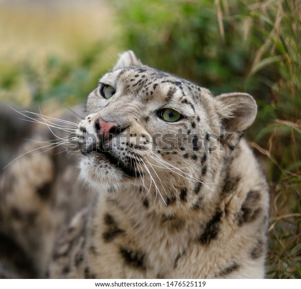 Snow Leopard Green Eyes Closeup Portrait Stock Photo Edit Now