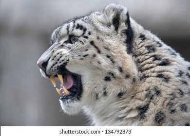 Snow Leopard Growling.