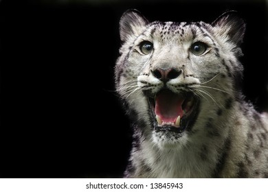 Snow Leopard Growling.