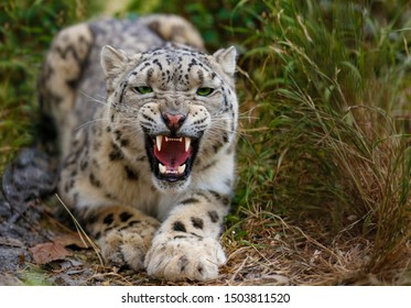 Snow Leopard Growls Menacingly And Wants To Attack