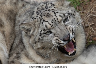 Snow Leopard Head In Close Up Opening His Mouth And Showing His Teeth In A Roar