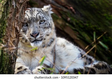 Snow Leopard - Irbis (Panthera Uncia).