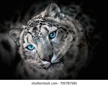 Snow leopard irbis - portrait