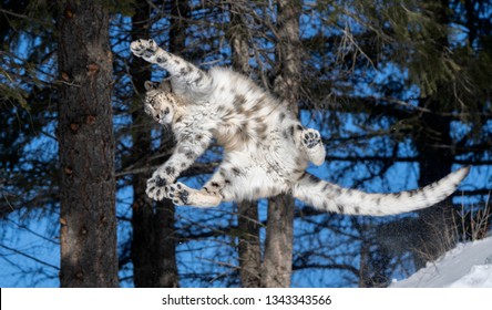 Snow Leopard Jumping