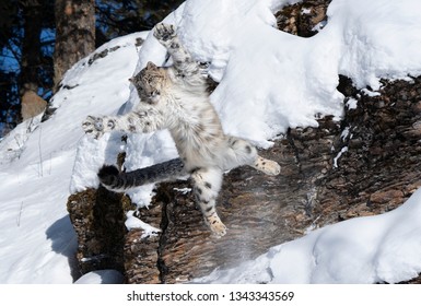 Snow Leopard Jumping