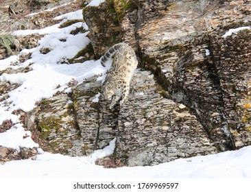 Snow Leopard Jumping Down From Rocks