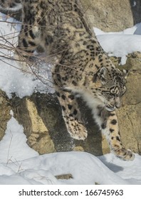 Snow Leopard Jumping Down The Snowy Ledge In The Mountains