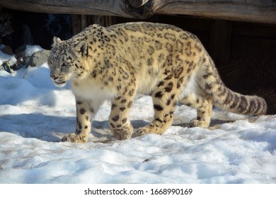 950 Iucn red list threatened species Images, Stock Photos & Vectors