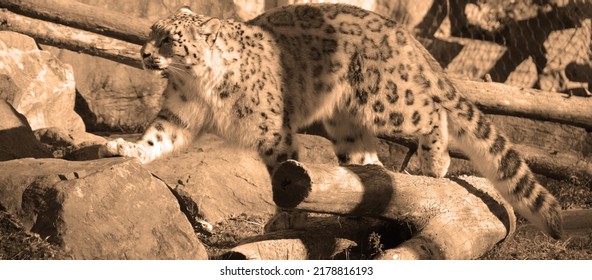 950 Iucn red list threatened species Images, Stock Photos & Vectors
