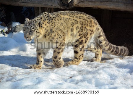 The snow leopard is a large cat native to the mountain ranges of Central and South Asia. It is listed as endangered on the IUCN Red List of Threatened Species