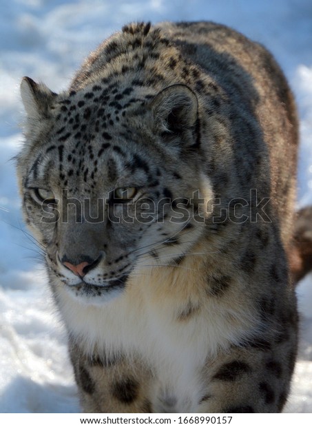 The snow leopard is a large\
cat native to the mountain ranges of Central and South Asia. It is\
listed as endangered on the IUCN Red List of Threatened\
Species