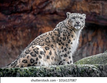 7,847 Leopard mountains Images, Stock Photos & Vectors | Shutterstock