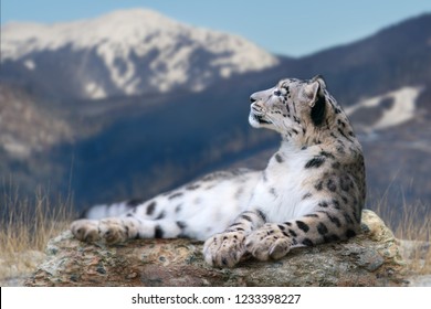 Snow leopard lay on a rock against snow mountain landscape