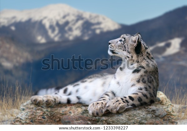 Snow Leopard Lay On Rock Against Stock Photo Edit Now