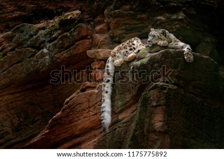Snow leopard with long tail in the daRK rock mountain, Hemis National Park, Kashmir, India. Wildlife scene from Asia. Beautiful big cat, Panthera uncia, in the habitat. Wildlife scene from nature.