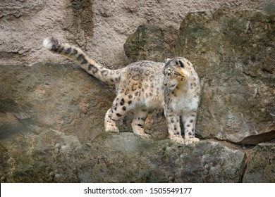 Snow Leopard With Long Taill, Sitting In The Nature Stone Rocky Mountain Habitat, Spiti Valley, Himalayas In India. Snow Leopard Panthera Uncia In The Rock Habitat, Wildlife Nature. 