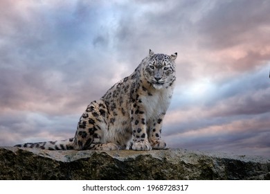 Snow Leopard On Rock Images Stock Photos Vectors Shutterstock