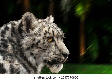 Snow Leopard Looking Back Latin Name Stock Photo 1337790830 | Shutterstock