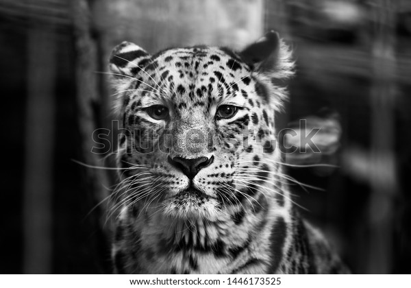 Snow Leopard Looks Focused Camera Stock Photo 1446173525 | Shutterstock