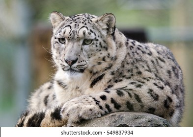 Snow Leopard Lounges On Rock Stock Photo Edit Now