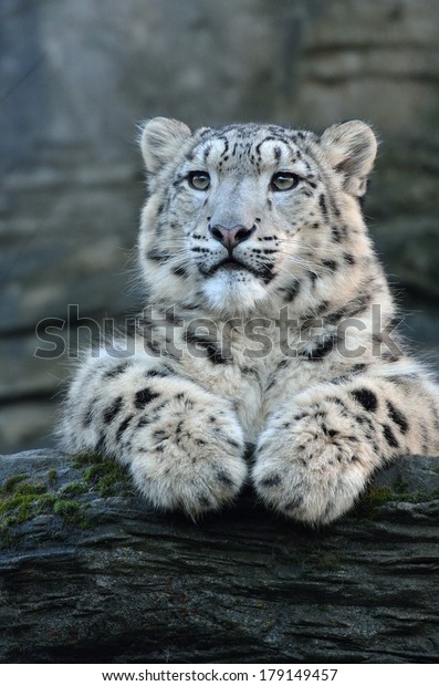 Snow Leopard On Rock Stock Photo Edit Now