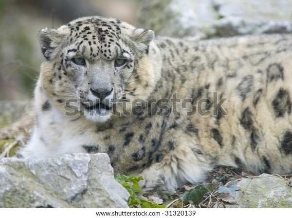 Snow Leopard On Rock Stock Photo Edit Now