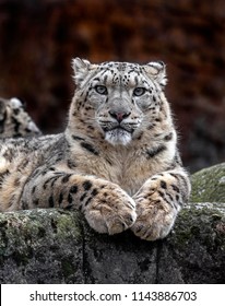 Snow leopard on the rock.  Latin name - Uncia uncia
