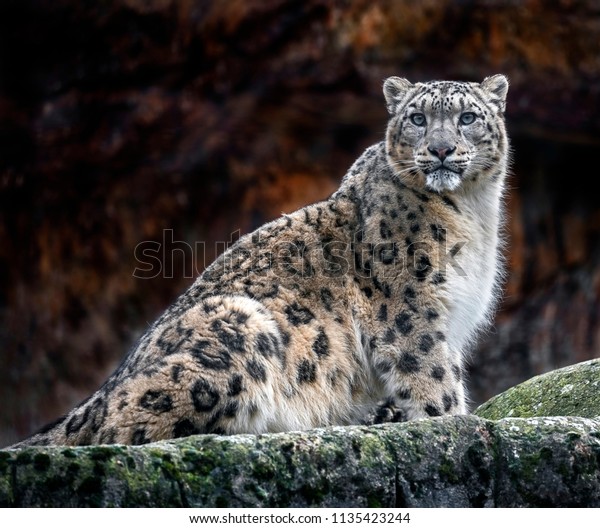 Snow Leopard On Rock Latin Name Stock Photo Edit Now