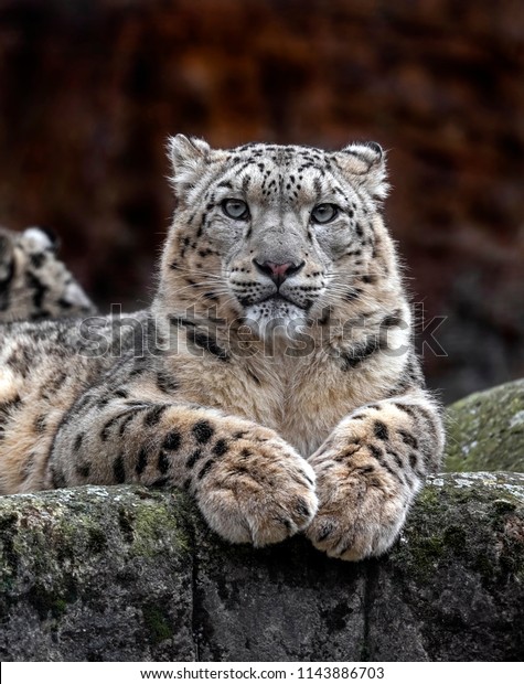 Snow Leopard On Rock Latin Name Stock Photo 1143886703 | Shutterstock