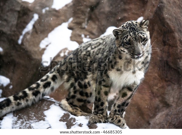 Snow Leopard On Rocks Stock Photo Edit Now